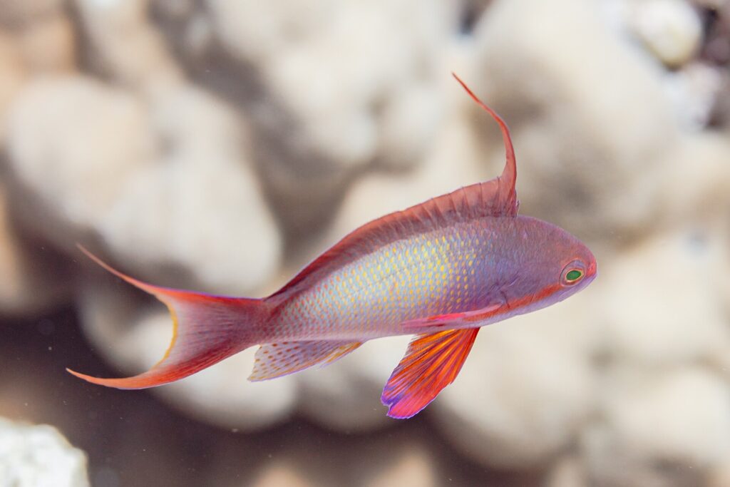 Anthias, samec z profilu: šeříkové tělo s drobnými žlutými tečkami, dlouhé vztyčené vlákno na hřbetě, červená prsní ploutev a ocas s protaženými cípy