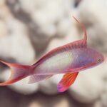 Anthias, samec z profilu: šeříkové tělo s drobnými žlutými tečkami, dlouhé vztyčené vlákno na hřbetě, červená prsní ploutev a ocas s protaženými cípy