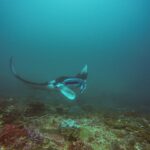 Manta zatáčí nad útesem, s jedním křídlem zdviženým a otevřenou tlamou, v zelenomodré vodě v Manta Bay u Nusa Penida