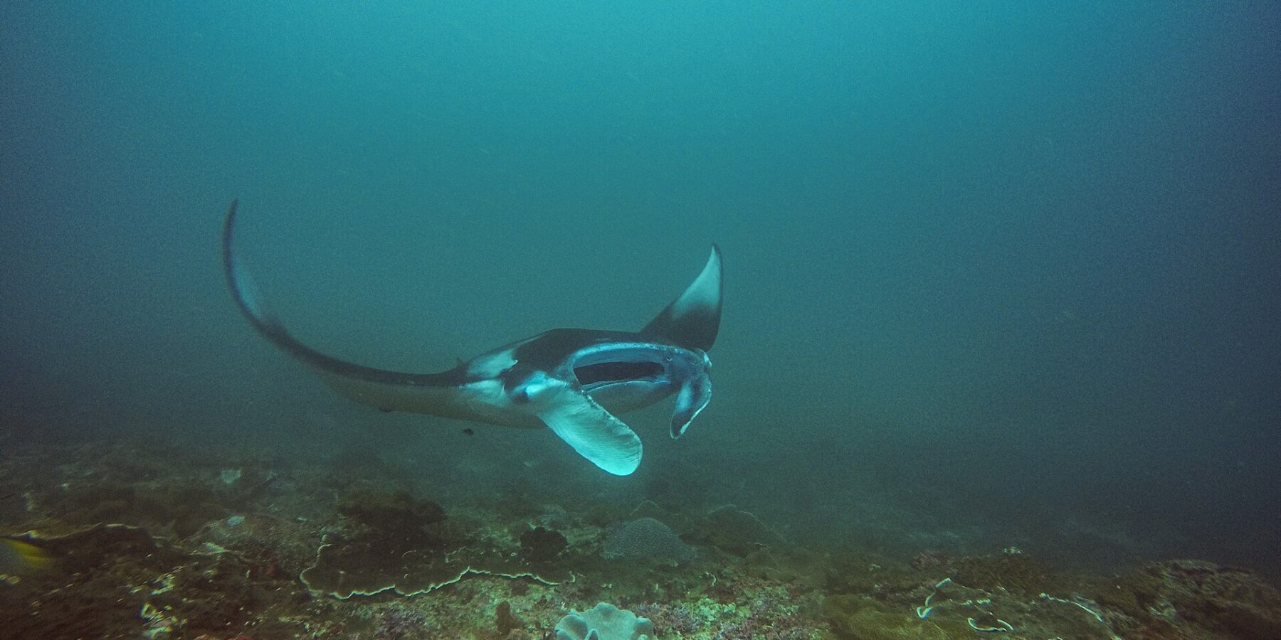 Manta zatáčí nad útesem, s jedním křídlem zdviženým a otevřenou tlamou, v zelenomodré vodě v Manta Bay u Nusa Penida