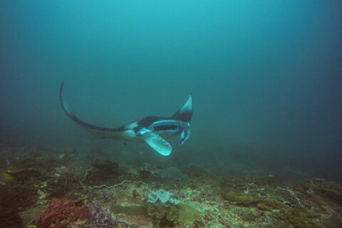 Manta zatáčí nad útesem, s jedním křídlem zdviženým a otevřenou tlamou, v zelenomodré vodě v Manta Bay u Nusa Penida