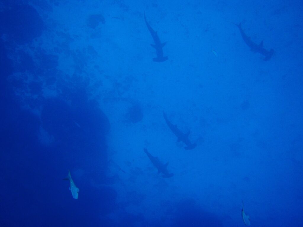 Pět kladivounů bronzových při pohledu shora sestupuje ve volné řadě podél tmavé skalní stěny, jako siluety v jednolitě modré vodě, dole na snímku další dvě ryby.
