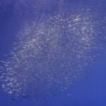 Oválný oblak stříbřitých rybek Macroramphosus scolopax se táhne úhlopříčně hlubokou modří, vlevo nahoře stoupají vzduchové bubliny