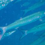 Barakuda pruhovaná s modrostříbrným tělem a boky označenými pruhy ve tvaru V míří úhlopříčně doprava uprostřed svého hejna, v modré vodě plné částeček