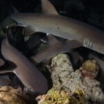V noci se několik žraloků bělocípých proplétá mezi bloky korálu a skály, největší nahoře plave doprava, oko odráží záblesk blesku na černém pozadí.