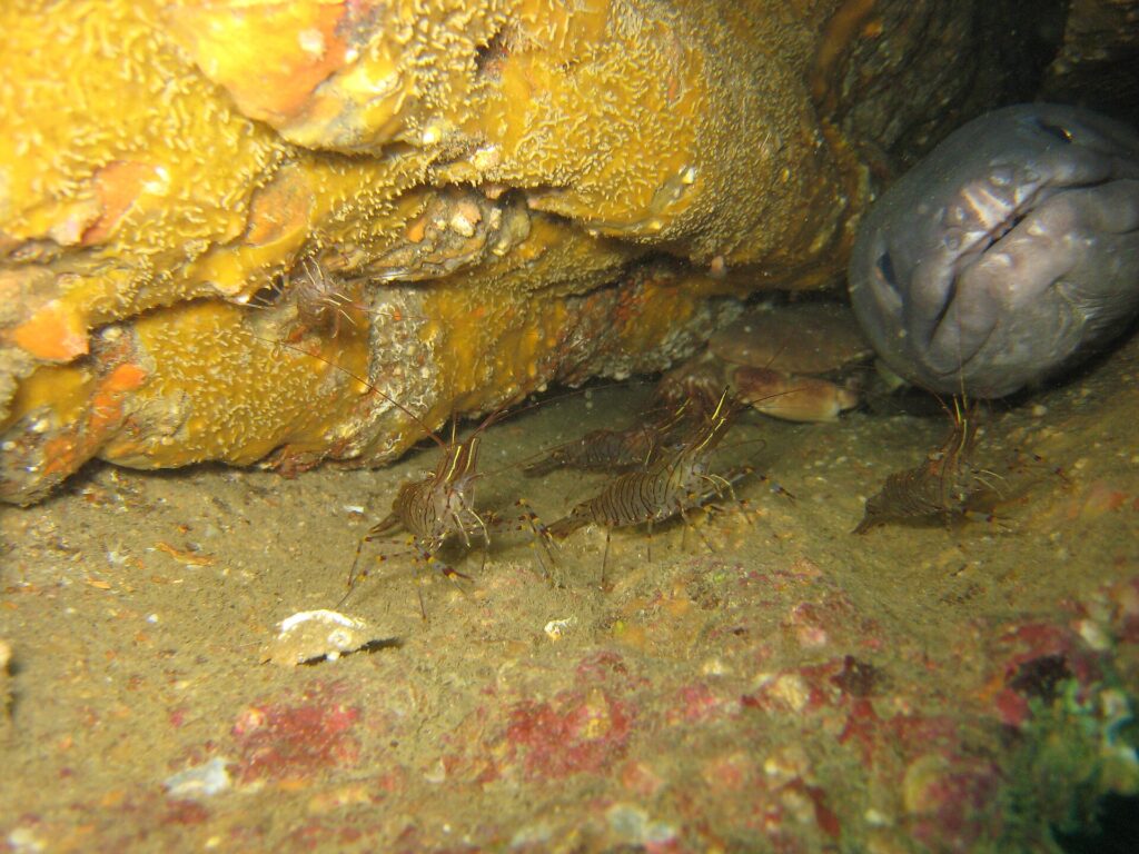 Ve vraku vyčnívá z díry vpravo velká šedá hlava úhoře mořského, zepředu, se silnými pysky a zavřenou tlamou. Před ním chodí po sedimentu několik hnědě pruhovaných krevet a ve stínu sedí krab.