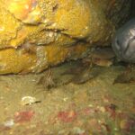 Ve vraku vyčnívá z díry vpravo velká šedá hlava úhoře mořského, zepředu, se silnými pysky a zavřenou tlamou. Před ním chodí po sedimentu několik hnědě pruhovaných krevet a ve stínu sedí krab.