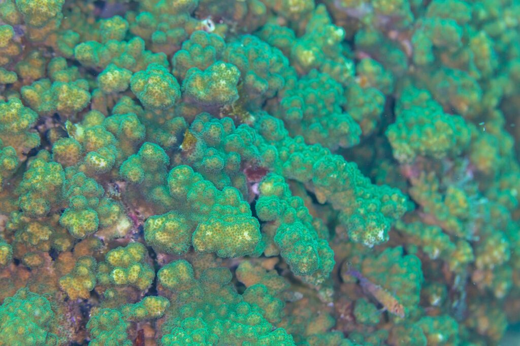 Detail zelenohnědých větví korálu Pocillopora s nahuštěnými polypy na útesu Cabo Pulmo