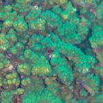 Detail zelenohnědých větví korálu Pocillopora s nahuštěnými polypy na útesu Cabo Pulmo