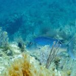 Dospělý zubatec obecný plave doleva mezi bílými gorgoniemi nad skalnatým dnem porostlým řasami: jasně modrý hřbet posetý drobnými tmavými tečkami, světlejší břicho, mohutná hlava se zaobleným profilem a vidlicovitá ocasní ploutev.