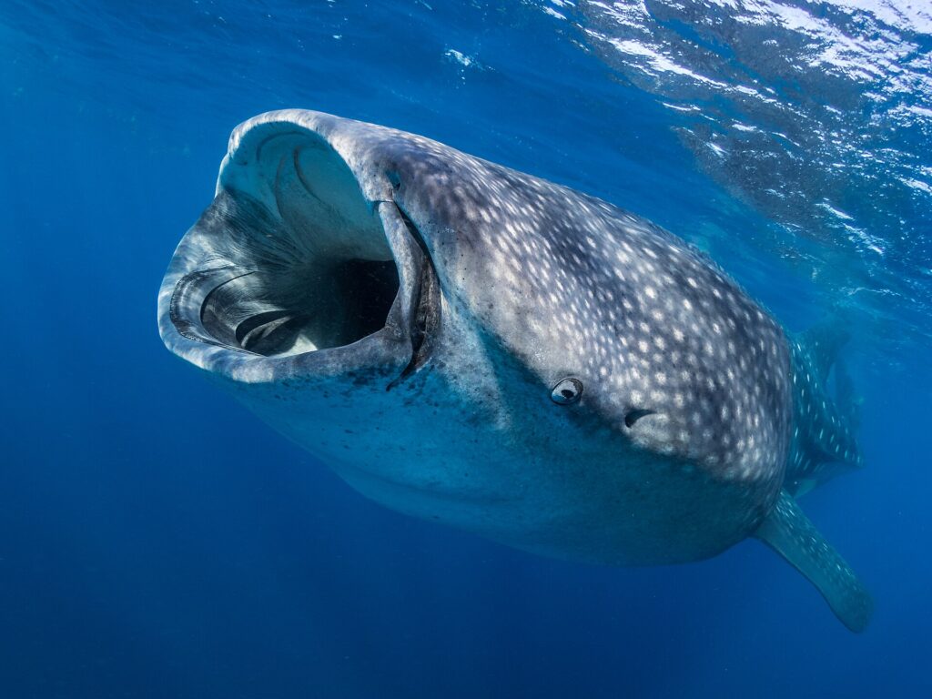Žralok obrovský zepředu těsně pod hladinou, s doširoka otevřenou tlamou filtruje plankton, šedá kůže posetá bílými skvrnami v tmavomodré vodě