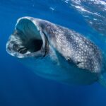 Žralok obrovský zepředu těsně pod hladinou, s doširoka otevřenou tlamou filtruje plankton, šedá kůže posetá bílými skvrnami v tmavomodré vodě