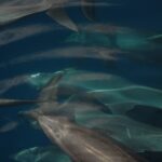 Několik delfínů skákavých plave v těsné skupině těsně pod hladinou, při pohledu shora, šedí na tmavomodrém pozadí, hřbetní ploutve a krátké zobáky dobře viditelné