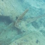 List lodního šroubu vraku Thistlegorm pokrytý nárůsty, ležící na písku vedle trupu