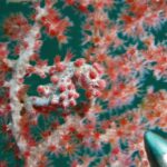 Šedobílý koníček pygmejský pokrytý růžovočervenými hrbolky, ocasem omotaný kolem větve gorgonie s červenými polypy, jejíž barvy napodobuje, vpravo dole kovová špička ukazovátka.