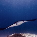 Manta s rozevřenými hlavovými laloky a otevřenou tlamou pluje k objektivu nad útesem, v zelené vodě plné planktonu, na lokalitě Manta Point