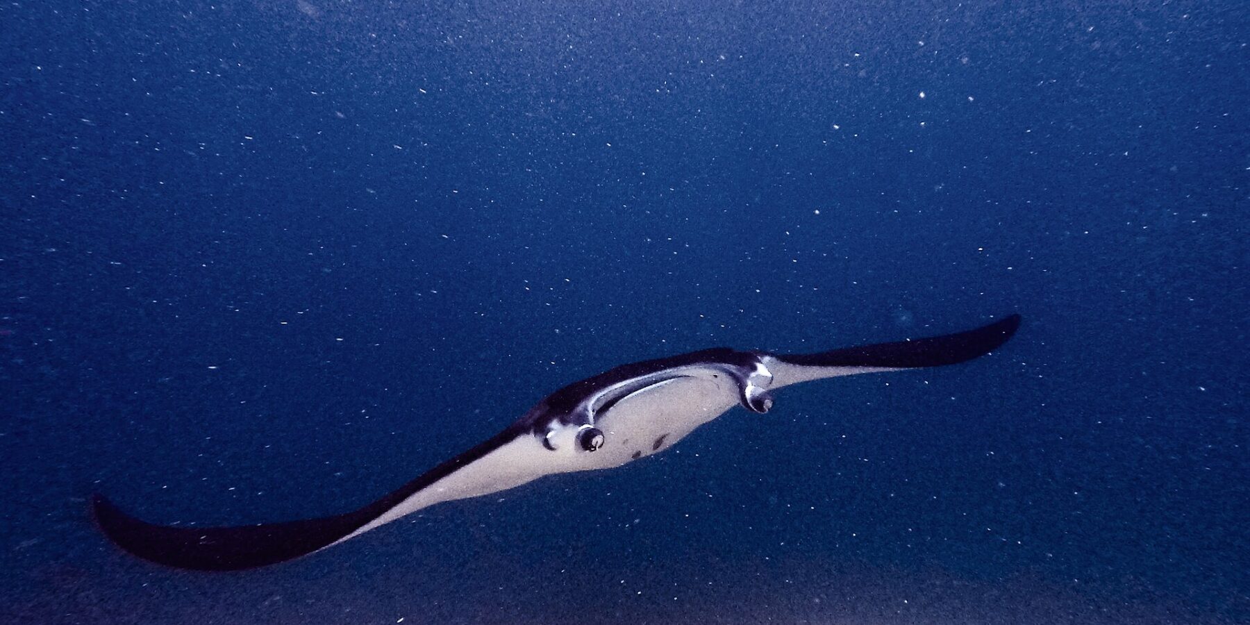 Manta s rozevřenými hlavovými laloky a otevřenou tlamou pluje k objektivu nad útesem, v zelené vodě plné planktonu, na lokalitě Manta Point