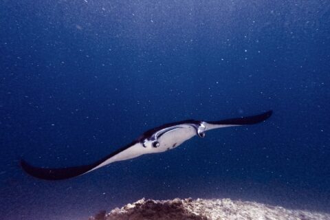 Manta s rozevřenými hlavovými laloky a otevřenou tlamou pluje k objektivu nad útesem, v zelené vodě plné planktonu, na lokalitě Manta Point