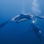 Manta obrovská zepředu a zespodu, bílé břicho s černým lemem a podnávka na hřbetě, plachtí nad potápěčem v modré vodě plné bublin
