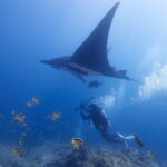 Černá manta obrovská, viděná zespodu a nakloněná na jedno křídlo, proplouvá nad podvodním fotografem, u skalnatého dna hejno žlutočerných klipek a vpravo bubliny.