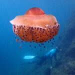 Velká medúza Cotylorhiza tuberculata s oranžovou kupolí a krátkými rameny posetými fialovými knoflíky se vznáší v modré vodě, pod ní se schovávají malé ryby a v pozadí plave podél skalního svahu freediver.