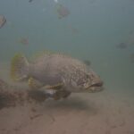 Šedý kanic obrovský se silnými pysky plave nad pískem v kalné vodě, hlavu má posetou světlými tečkami, žluté ploutve s černými skvrnami a na boku se mu drží pyskoun čistič