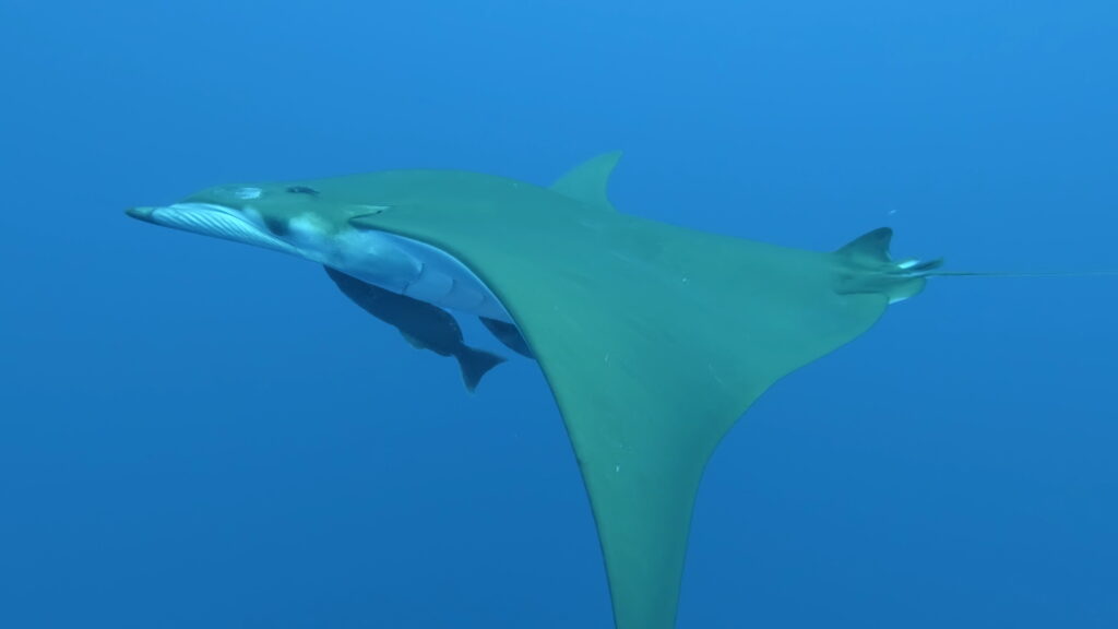 Mobula zespodu a z boku, bílé břicho, olivově zelené srpovité ploutve, pod ní dvě přisáté podnávky, v průzračné modré vodě