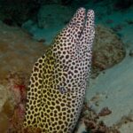 Muréna leopardí, bílá s hnědými skvrnami, vztyčená z díry s otevřenou tlamou, na pozadí písku a korálu