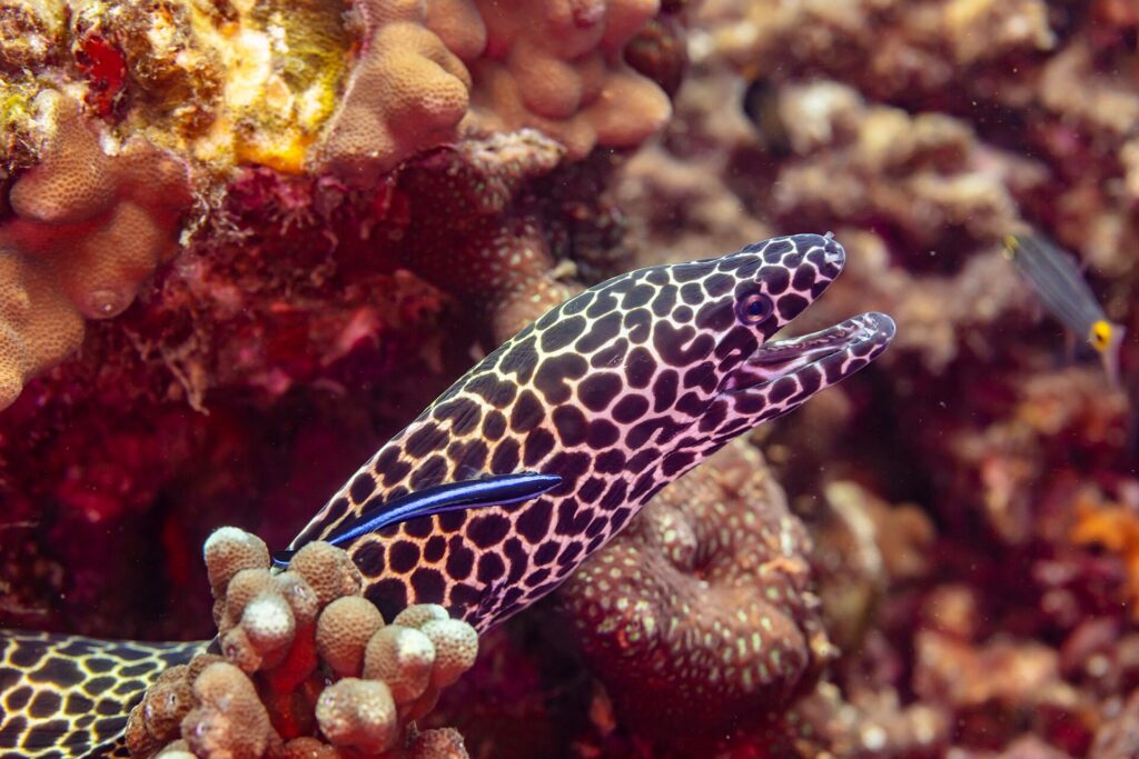 Muréna leopardí s černobíle skvrnitou hlavou a otevřenou tlamou vylézá z díry, na boku modrý pyskoun čistič, vyfotografovaná v Ománu