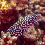 Muréna leopardí s černobíle skvrnitou hlavou a otevřenou tlamou vylézá z díry, na boku modrý pyskoun čistič, vyfotografovaná v Ománu