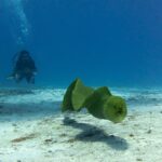 Muréna zelená plave ve volné vodě nad pískem s pootevřenou tlamou, v pozadí potápěč v modré vodě, u ostrova Cozumel