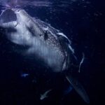 Portrét žraloka obrovského zepředu s doširoka otevřenou tlamou, v noci, v černé vodě plné planktonu, na hlavě přisáté podnávky