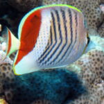 Klipka Chaetodon paucifasciatus, bílá s černými pruhy a červeným hřbetem, zblízka před korálem