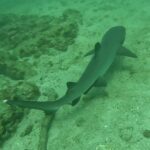 Žralok bělocípý viděný shora plave šikmo těsně nad pískem, bílé špičky hřbetní ploutve a ocasu dobře viditelné, podél skalních bloků porostlých řasami v zelené vodě.