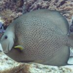 Pomec šedý z profilu, šupiny se světlými okraji jako síť, žlutá prsní ploutev, před fialovou houbou, u ostrova Cozumel