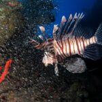 Hnědobíle pruhovaný perutýn plave před obrovským oblakem drobných stříbřitých rybek natěsnaných u trupu vraku, v popředí červená houba