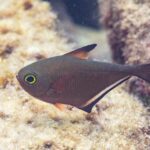 Ryba rodu Pempheris z profilu: měděně hnědé tělo ve tvaru sekerky, velmi velké oko lemované žlutozeleně, krátká hřbetní ploutev s černou špičkou a dlouhá řitní ploutev s černým lemem