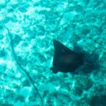 Rejnok tečkovaný shora, černý hřbet posetý světlými tečkami a dlouhý tenký ocas, klouže nad dnem z písku a korálů v tyrkysové vodě