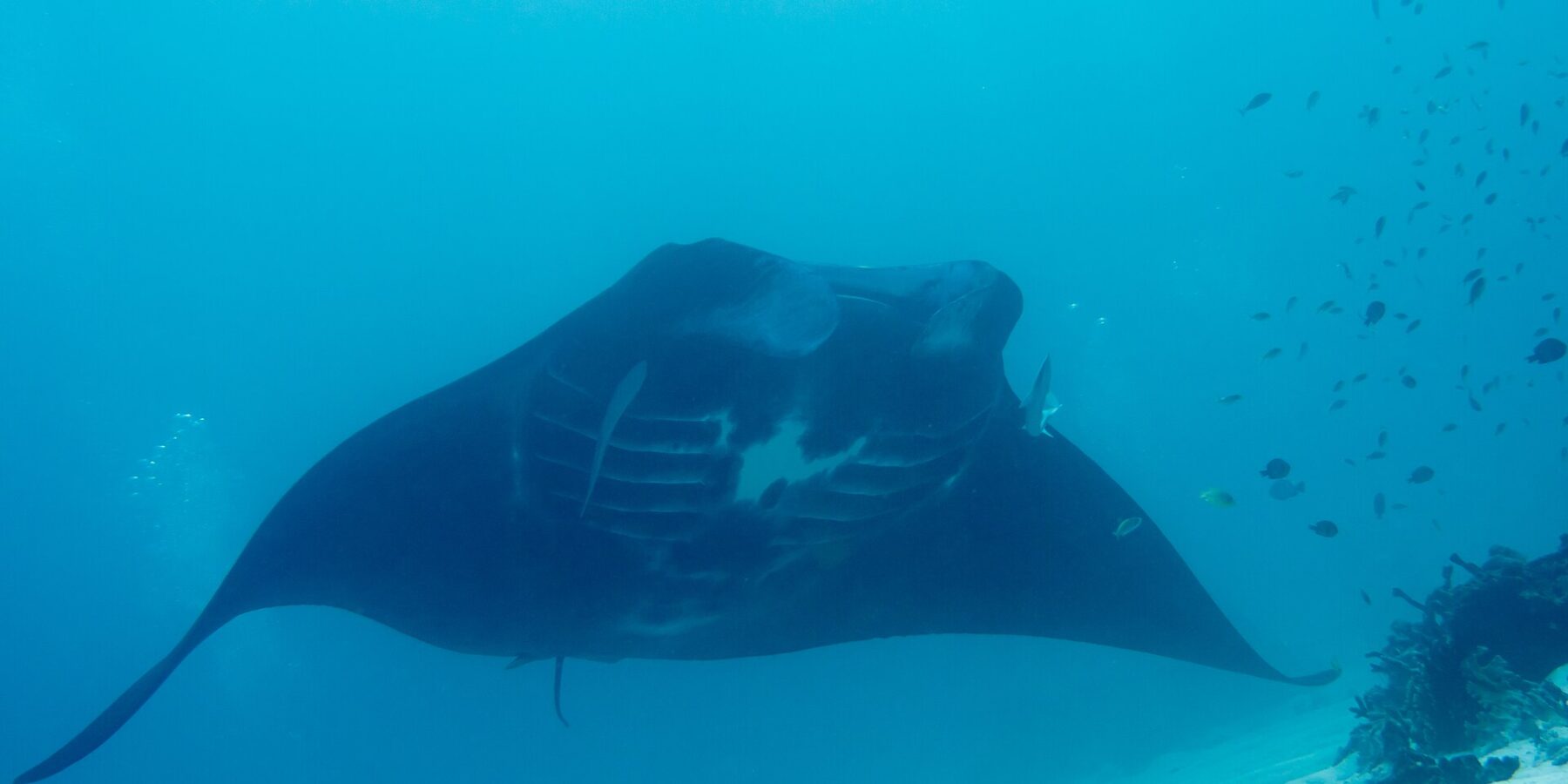 Manta útesová zespodu, břicho s bílými skvrnami a viditelné žaberní štěrbiny, klouže nad písčitým dnem