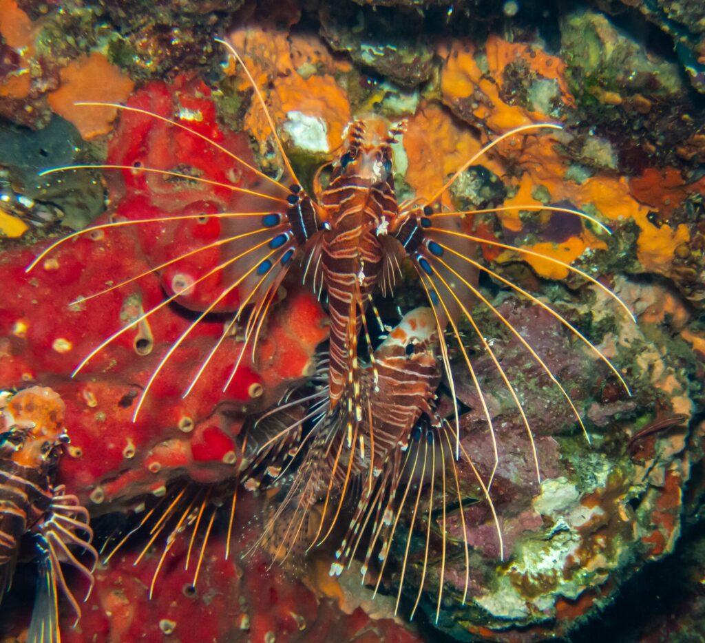 Tři perutýni Pterois antennata s hnědými a bílými pruhy, s vějířovitě roztaženými prsními ploutvemi s modrými skvrnami, na stěně z červených a oranžových hub na skále Hin Daeng