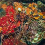 Tři perutýni Pterois antennata s hnědými a bílými pruhy, s vějířovitě roztaženými prsními ploutvemi s modrými skvrnami, na stěně z červených a oranžových hub na skále Hin Daeng