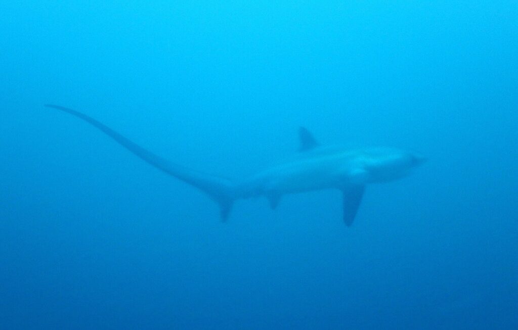 Silueta liškouna pelagického v jednolité modré vodě, dlouhý ocas natažený v oblouku doleva