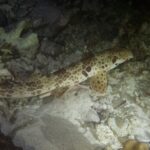 Žralok chodící v noci na dně mezi pískem a úlomky korálů, hlavou doprava: krémové tělo pokryté hnědými skvrnami, velká tmavá skvrna nad prsní ploutví a lopatkovité ploutve opřené o dno