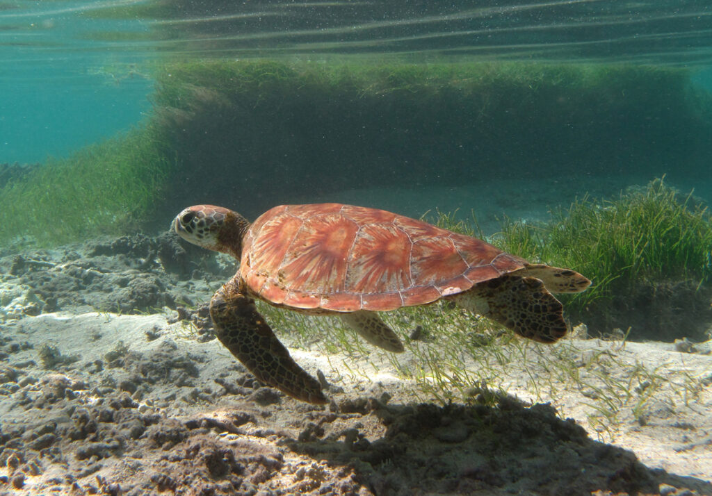 Mladá kareta obrovská s oranžovým vějířovitě rýhovaným krunýřem plave těsně nad pískem, před porostem mořské trávy, kousek pod hladinou