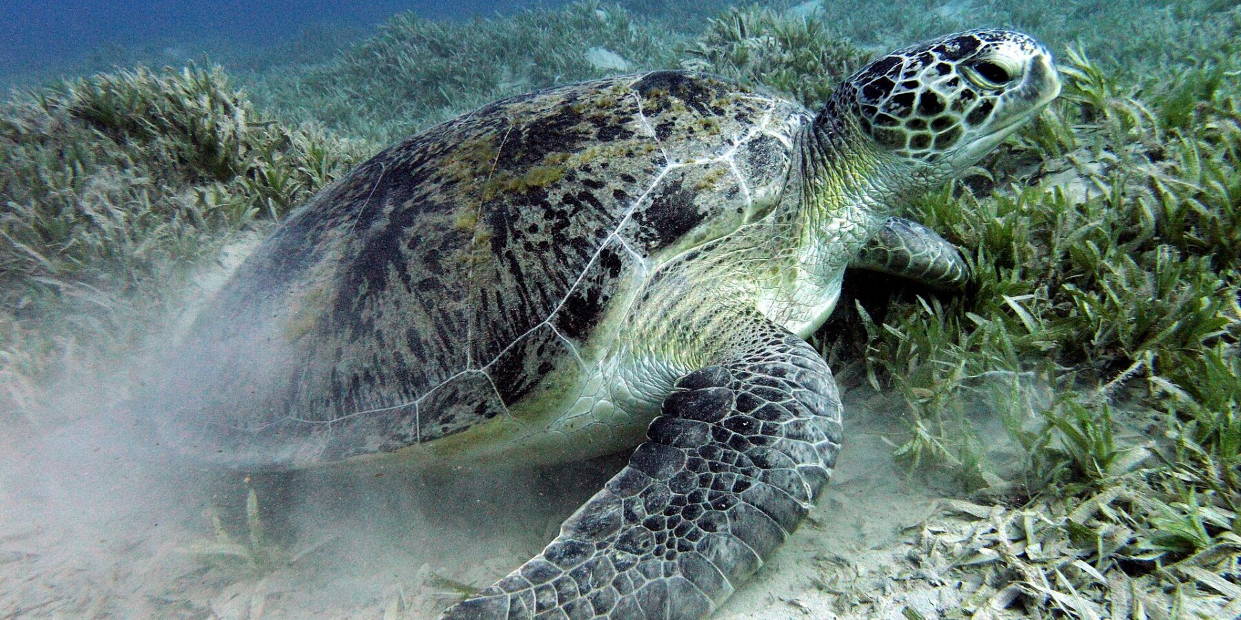 Kareta obrovská spásá mořskou trávu na písčitém dně u Marsa Alam v Rudém moři
