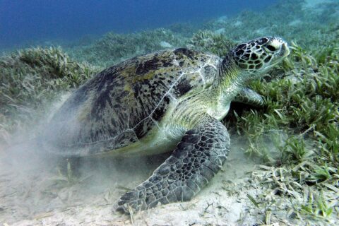 Kareta obrovská spásá mořskou trávu na písčitém dně u Marsa Alam v Rudém moři