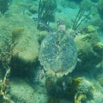 Kareta pravá shora plave těsně nad skalami porostlými řasami, mozkovými korály, gorgoniemi a žlutými trubkovitými houbami, v zelenotyrkysové vodě
