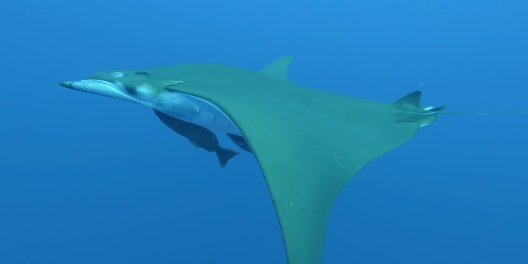 Mobula z profilu plave doleva, olivově zelený hřbet a bílé břicho, pod tělem dvě přisáté podnávky a srpovitá ploutev skloněná dolů, v průzračné modré vodě