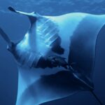 Manta obrovská zespodu, bílé břicho s velkými černými skvrnami, viditelné žaberní štěrbiny, pod ní kranas, nahoře hladina