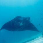 Manta útesová zepředu, bílé břicho a viditelné žaberní štěrbiny, plachtí nad pískem v modrozelené vodě, vpravo na útesu drobné ryby